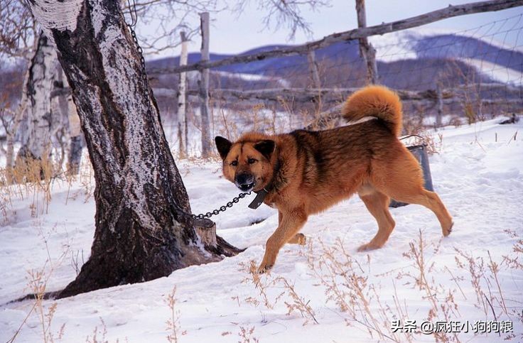 战斗力最强的土狗是什么品种,这40种土狗其实都是超酷的品种犬