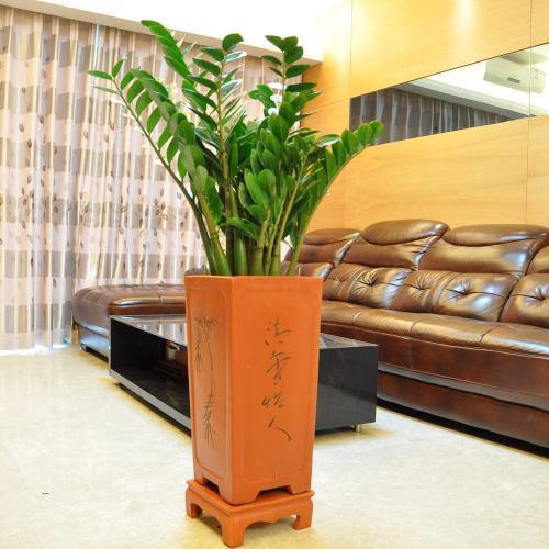 金钱树怎么养才能长得快又茂盛,金钱树怎么养才是正确的