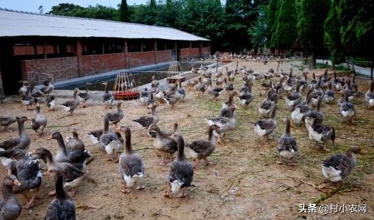 农村赚钱的养殖行业,养猪致富的养殖项目