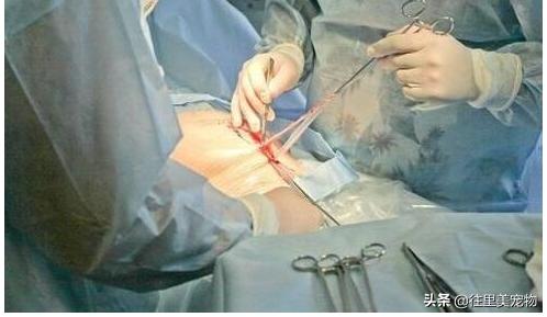 靠谱的宠物医院,好的宠物医院必须有哪些东西