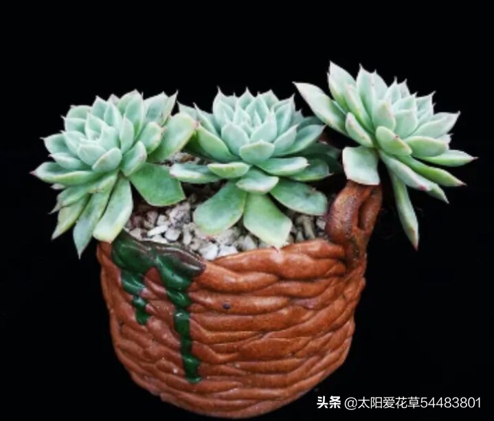 月亮仙子多肉不晒太阳可以吗,多肉月亮仙子能耐几度低温