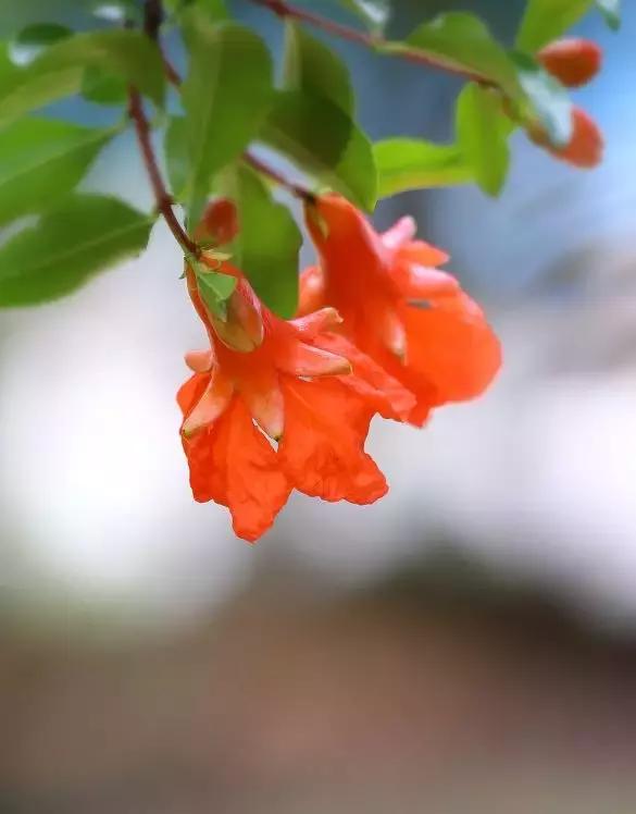 五月榴花照眼明是谁写的,五月榴花照眼明下一句