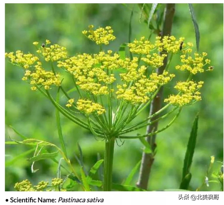 在加拿大最危险的五件事情,加拿大有什么危险动物或昆虫