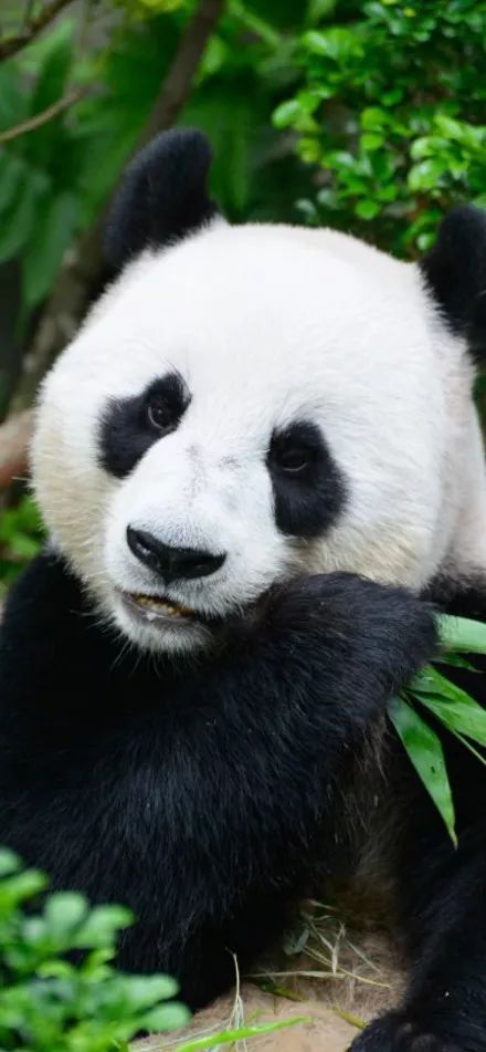 为什么全世界都喜欢大熊猫,世界各地的人们都喜爱大熊猫英语