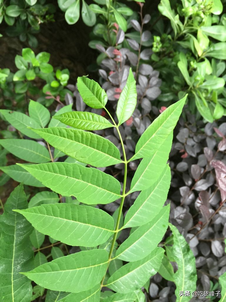 怎么区分香椿和臭椿的区别图,怎么分清香椿和臭椿的区别图片