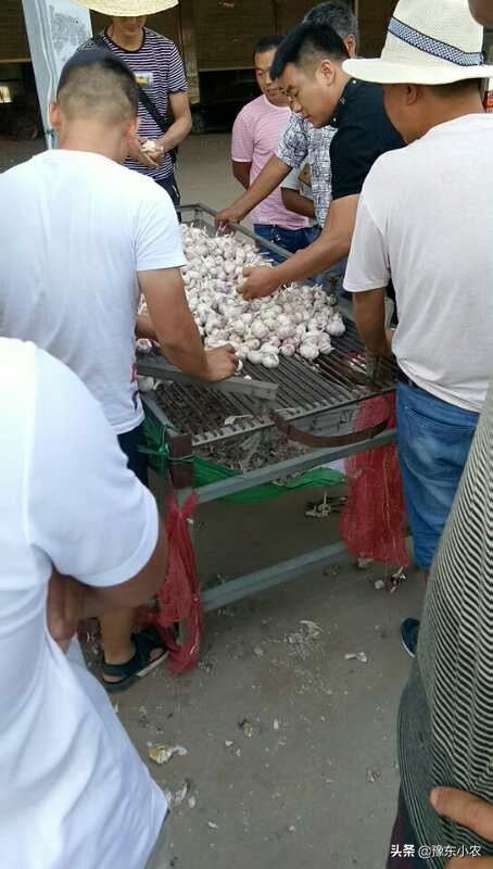 2019大蒜减产,2019年大蒜行情总结