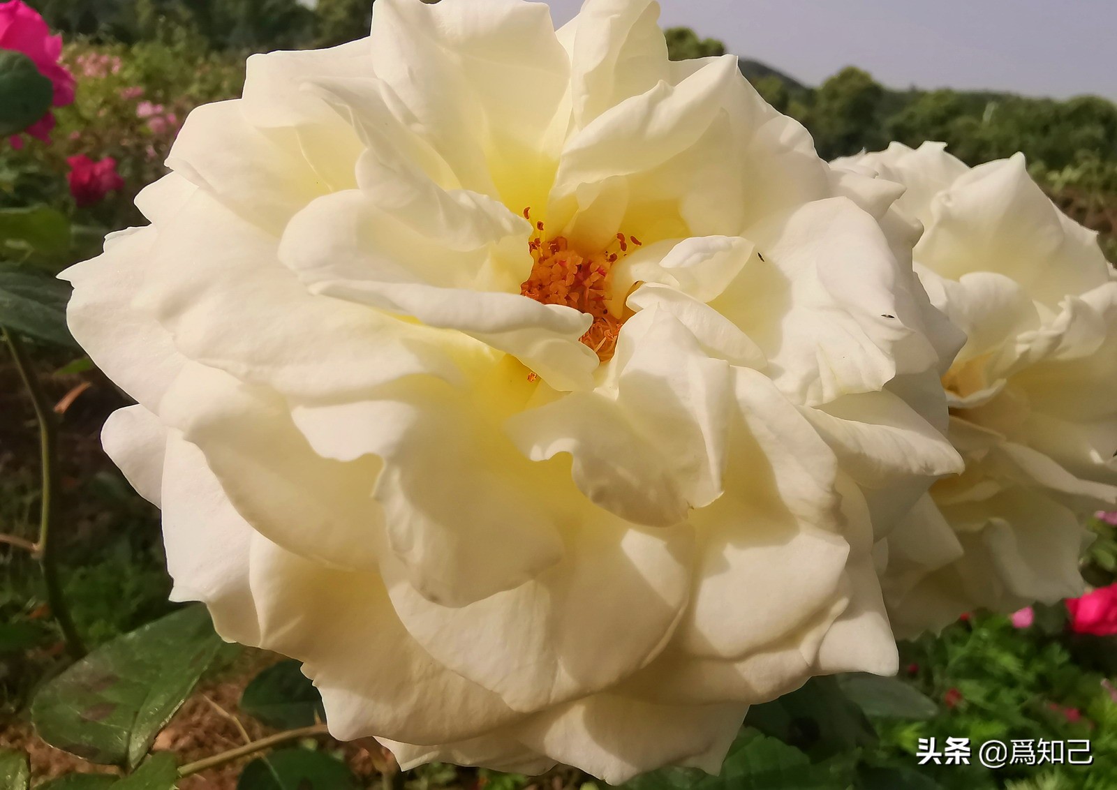 湖边矮花海怎么拍照好看,草原花海拍照怎么拍出高级感