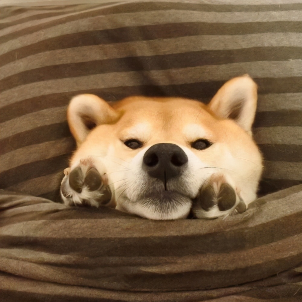 天性单纯的宠物名字两个字-可爱点