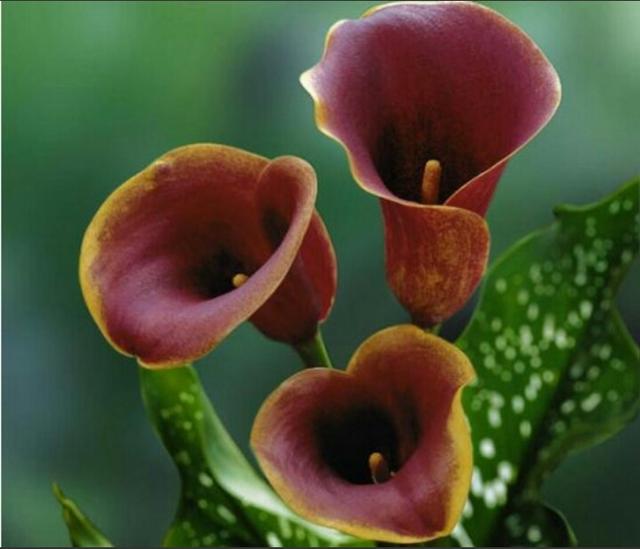 彩色马蹄莲怎么养爱开花图片,彩色马蹄莲夏季的养殖方法