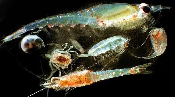 吃我：海藻对你有八个好处