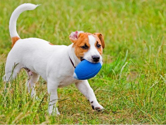 狗狗一直啃咬手怎么回事,狗狗一直抓挠啃咬身体要怎么办