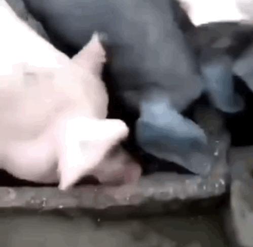 车厘子沦为“猪饲料”，谁能坐上“水果贵族”的铁王座