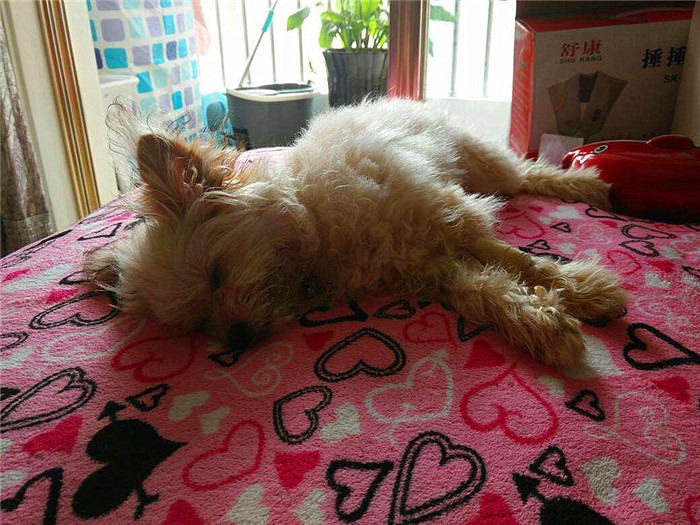 幼犬感染犬细小后并不会变得“又细又小”,其实犬瘟热才是