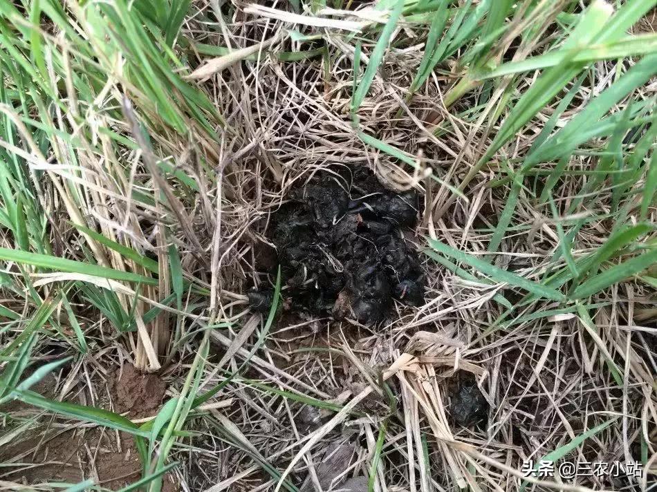 农村这种野菜“雨后”才出现，有人嫌脏，但营养极高