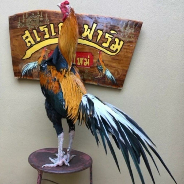 斗鸡底彩高彩什么意思,玩斗鸡游戏技巧