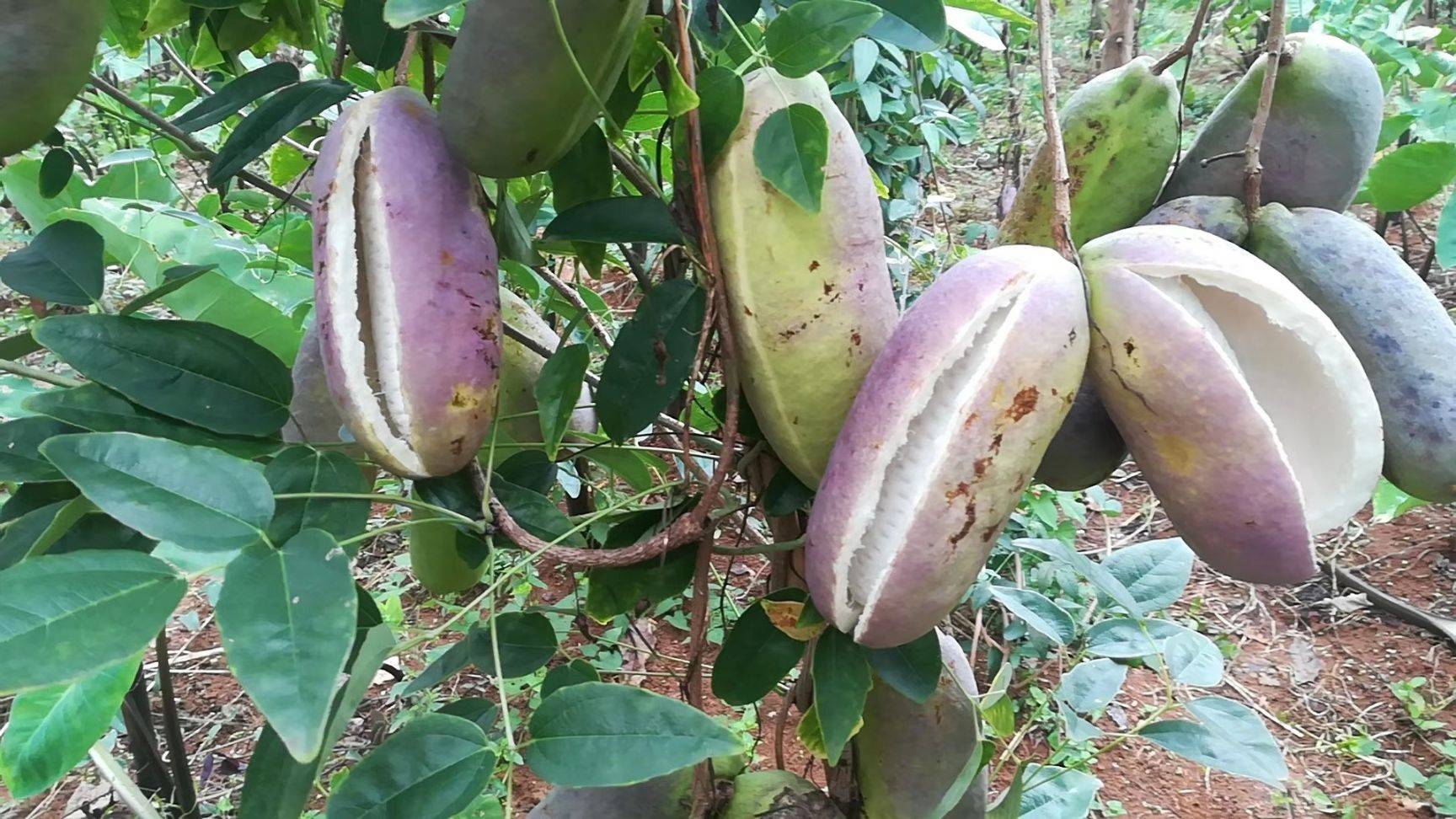 江西农村才有的31种正宗野果,农村100种野果图片带名称大全