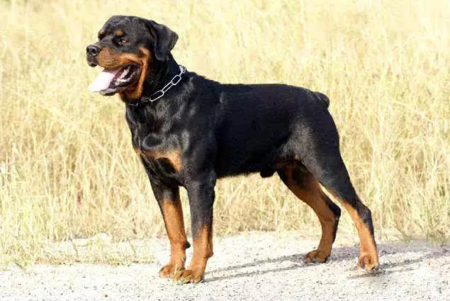 推荐各种狗狗的类型,10种有型罕见的狗狗