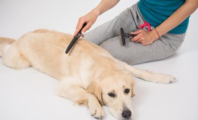 下雨天狗狗不能出去遛怎么办,下雨天不能遛狗不排便怎么办