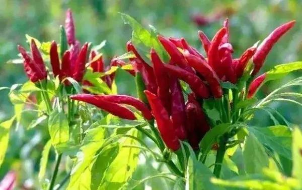 全世界辣椒排行榜前十,世界上十大辣椒排行榜