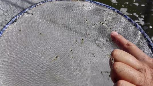 对虾养殖放苗前准备工作,对虾放苗时如何抗应激