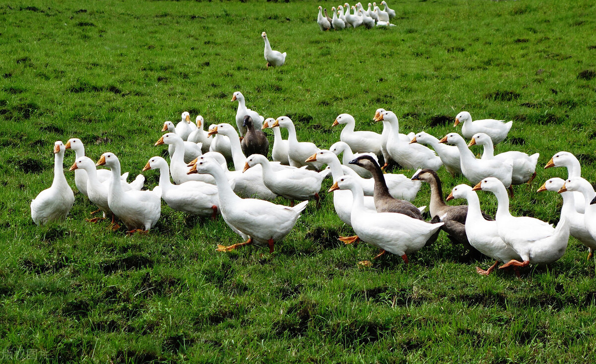 项目商机简报,项目中标喜讯报道