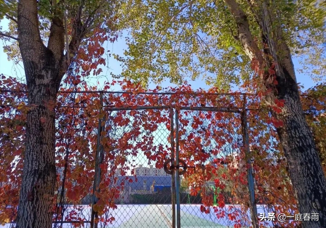 教育部部属六所师范大学是985吗,东北师范大学是什么级别