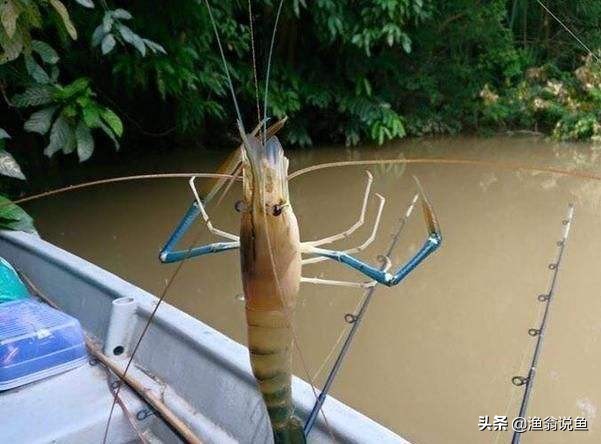 湄公河什么虾泛滥成灾,湄公河河虾为什么泛滥成灾了呢