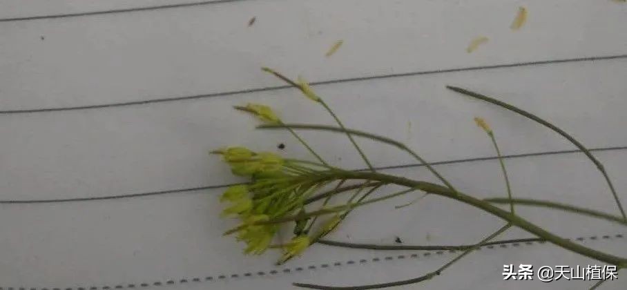 棉花棉铃虫最佳防治时间,棉花虫害防治全过程图