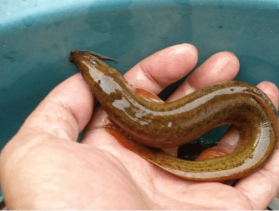 泥鳅市场前景如何,目前国内泥鳅市场行情怎么样