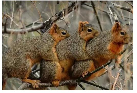 关于松鼠你还不知道什么,关于松鼠你还知道什么知识