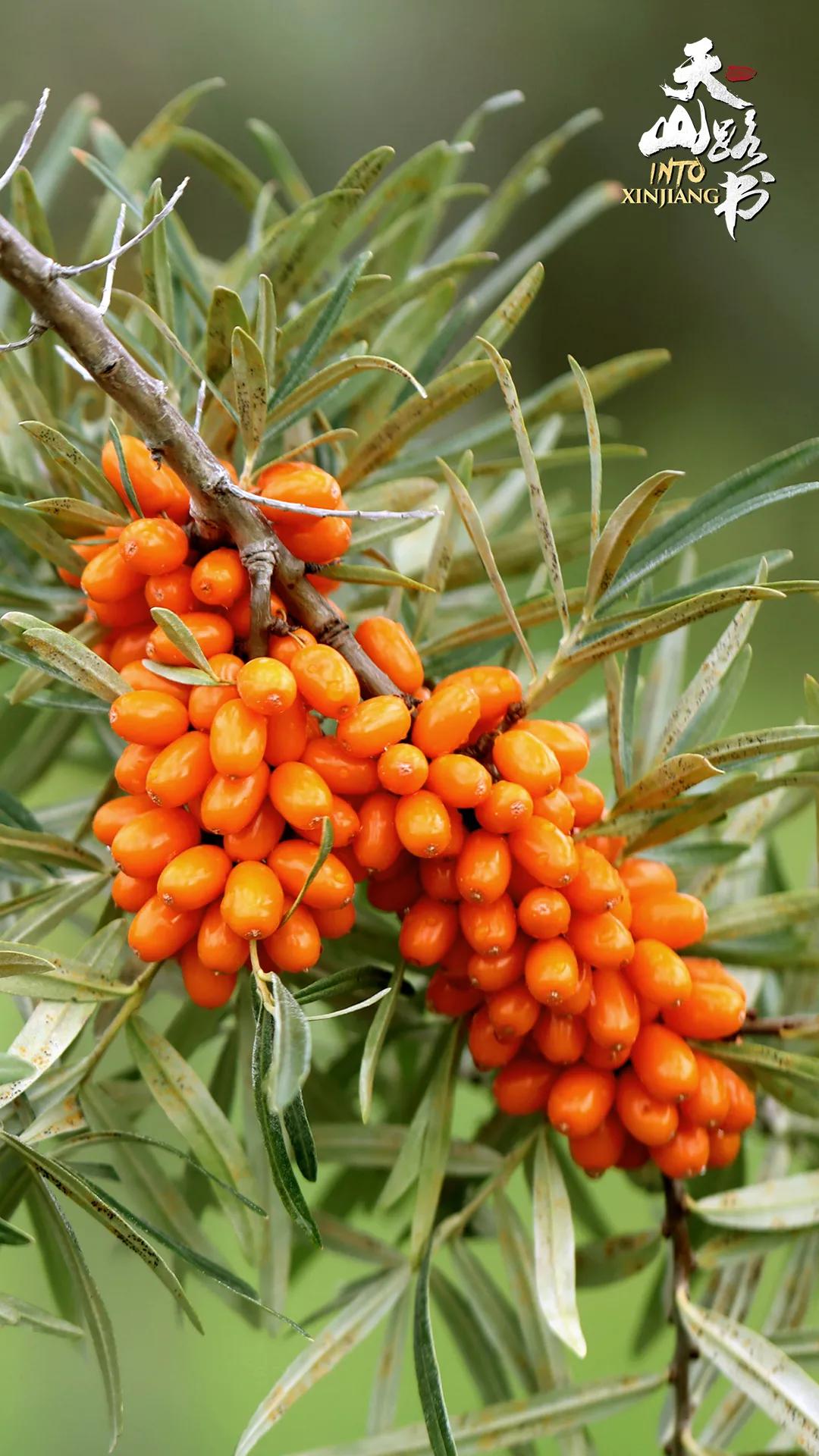 你有一份礼物请查收在哪领,你有一份礼物请查收是什么