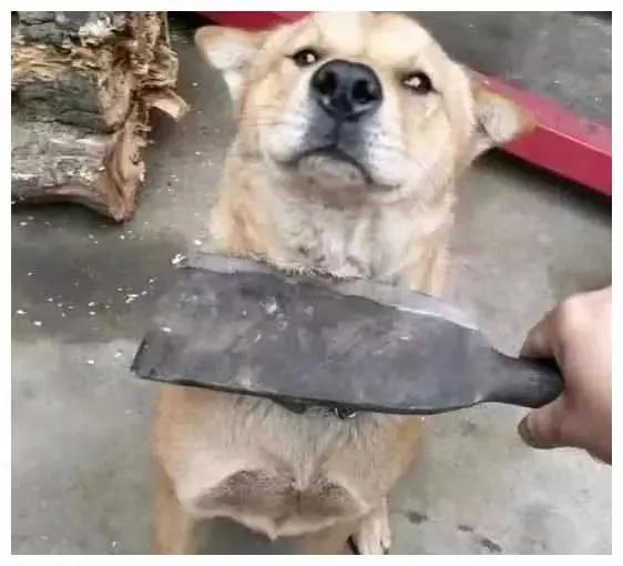 【老架唠思维模型004———“确认偏误”思维模型】