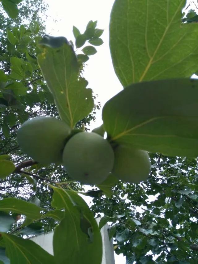 养子沟游玩攻略,养子沟畅游文案