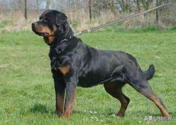 夏天生的狗狗为什么体味重,狗狗体味重怎么办