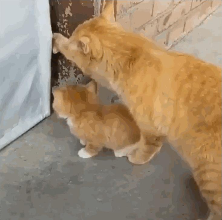 公猫肛门旁边有白点,公猫的肚皮有几颗小痘痘