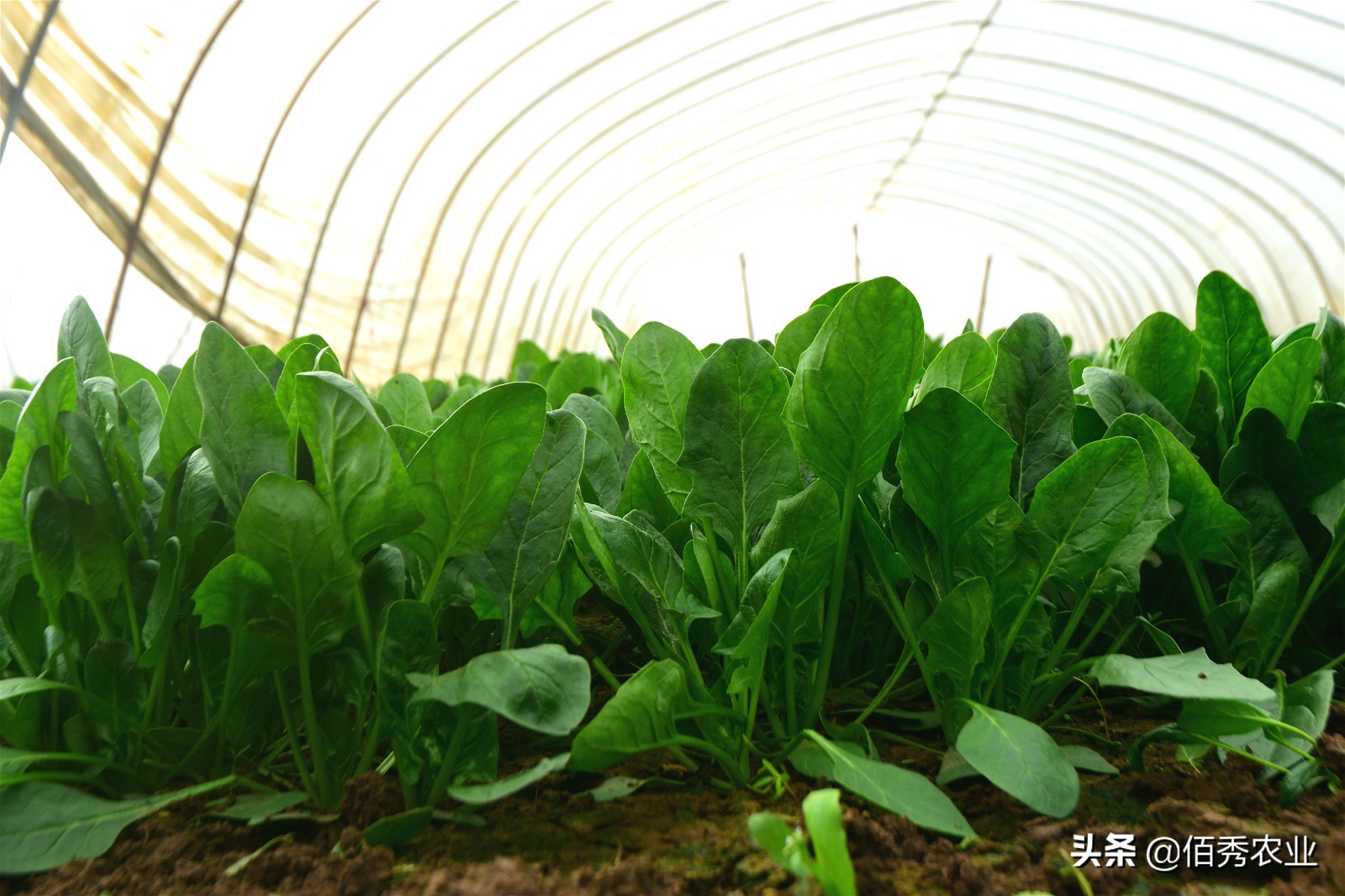 农村大爷挣几个钱,农村大爷靠种植致富