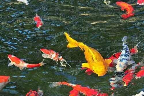 锦鲤鱼池水变绿怎么变清,锦鲤鱼池水质净化教程