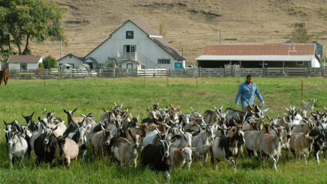 澳大利亚野山羊为什么不出口,澳大利亚野山羊不能吃吗