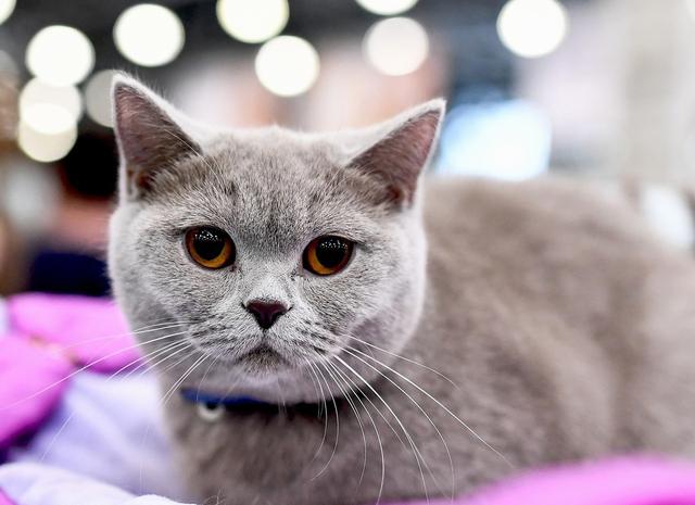 可以导致猫咪死亡的传染病,猫咪常见的四种传染性疾病