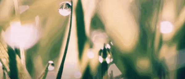 五芳斋粽子爆款视频,五芳斋肉粽广告视频