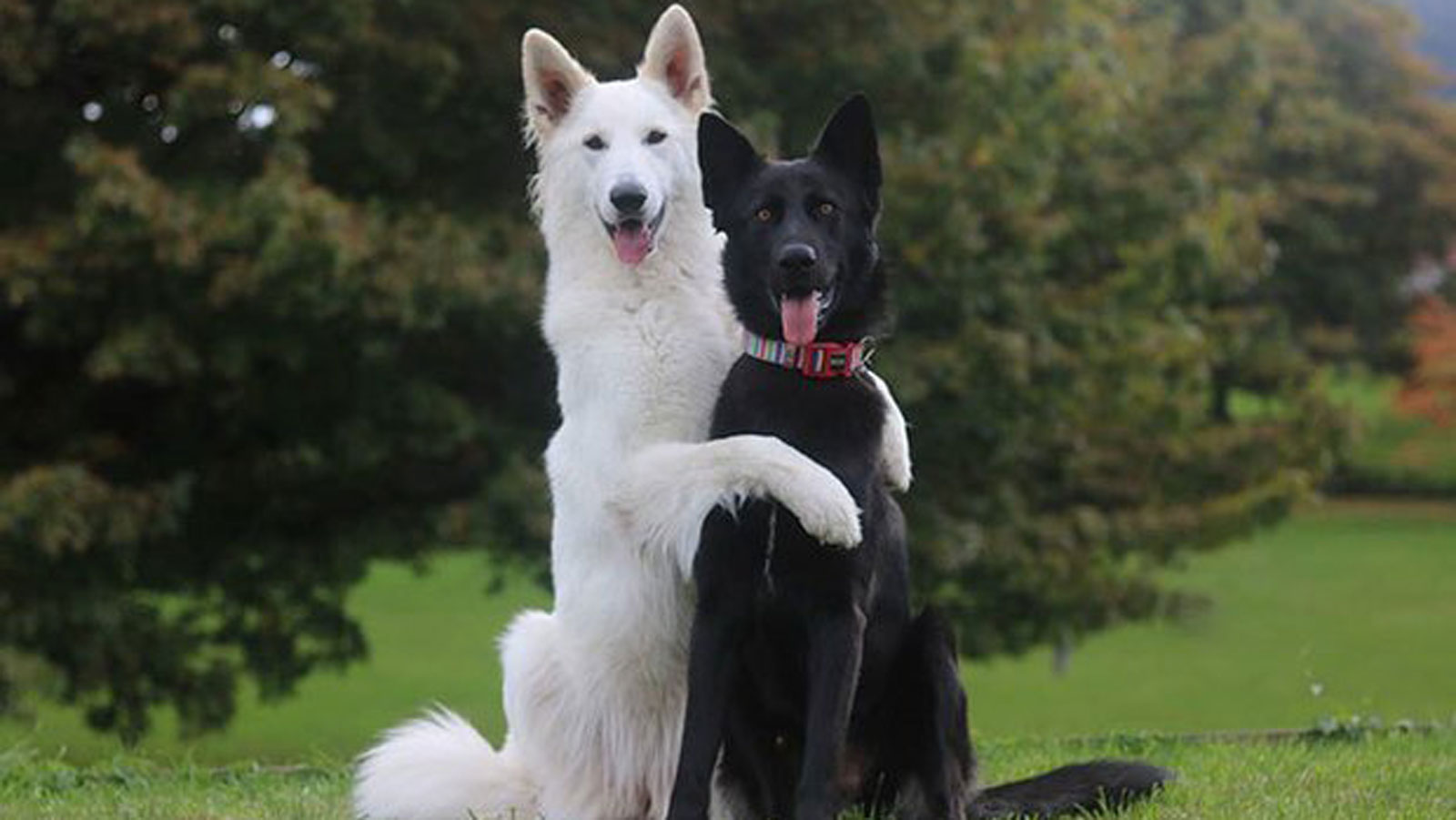 公狗和母狗的养殖方法和注意事项,公狗跟母狗哪个更容易训练