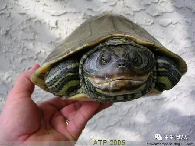 地图龟成体样子,地图龟种类及图解