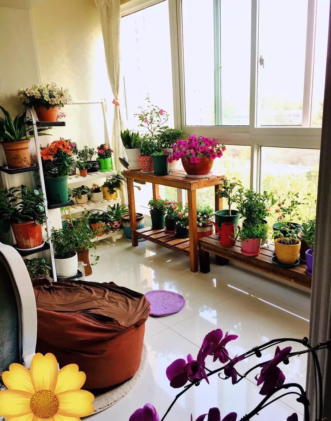 没有阳台也可以种花,没有院子没有阳台适合种什么花