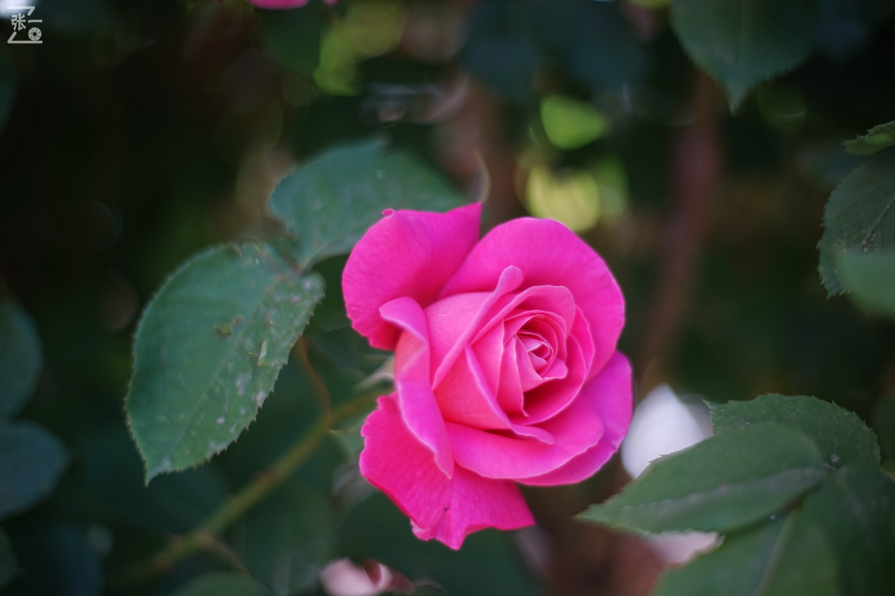 凤凰国产50mm镜头,凤凰索尼e口镜头