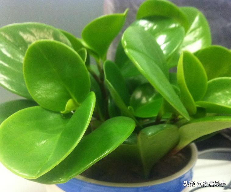 家庭养花自制肥料最简单,家庭养花自制花肥技巧