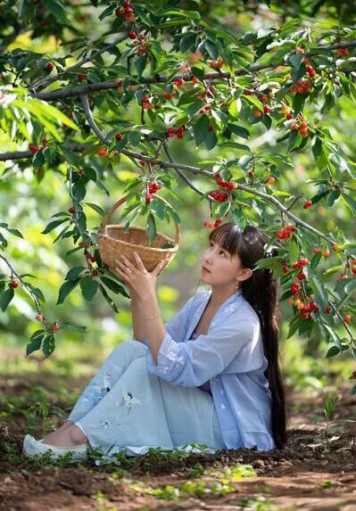 樱桃缺钙是什么情况,大樱桃补钙过多会怎么样