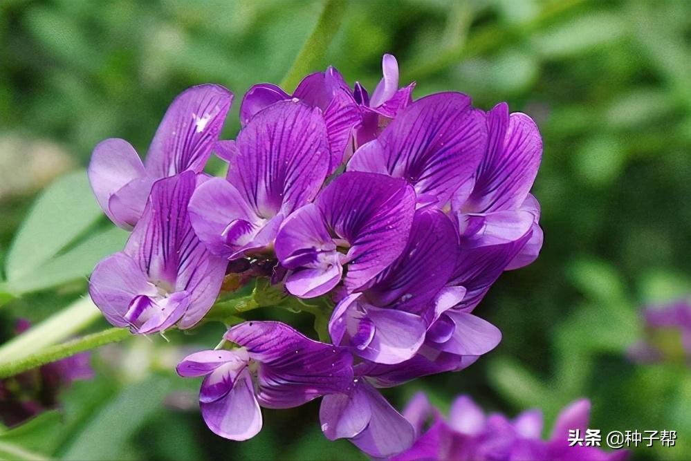 金皇后苜蓿品种介绍,金皇后苜蓿草特性