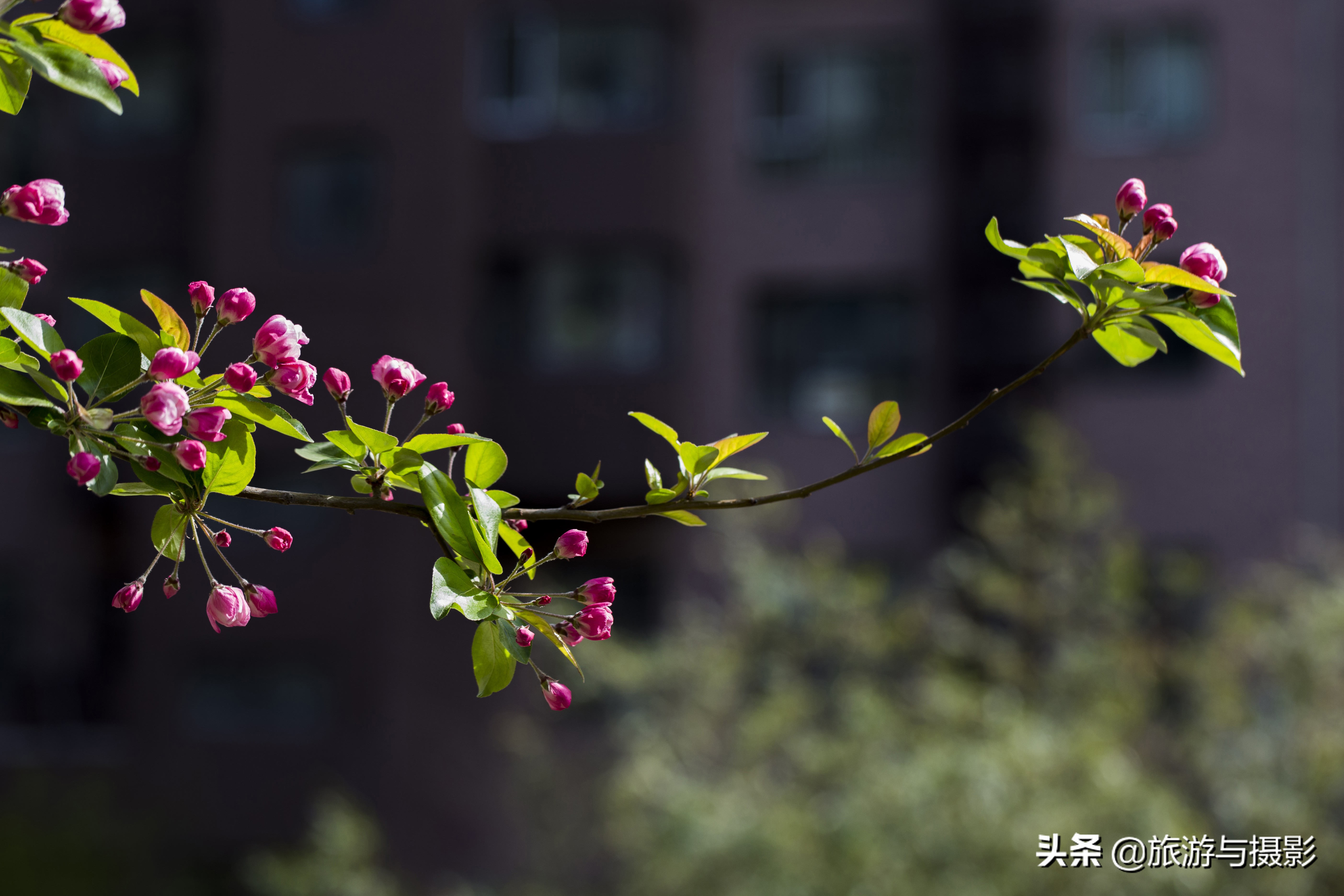 海棠花诗七绝,南宋海棠花图古诗