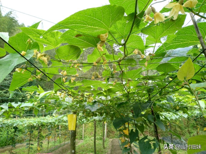 罗汉果点花后,为啥停止生长?弄懂以下3个原因,解决办法在这里