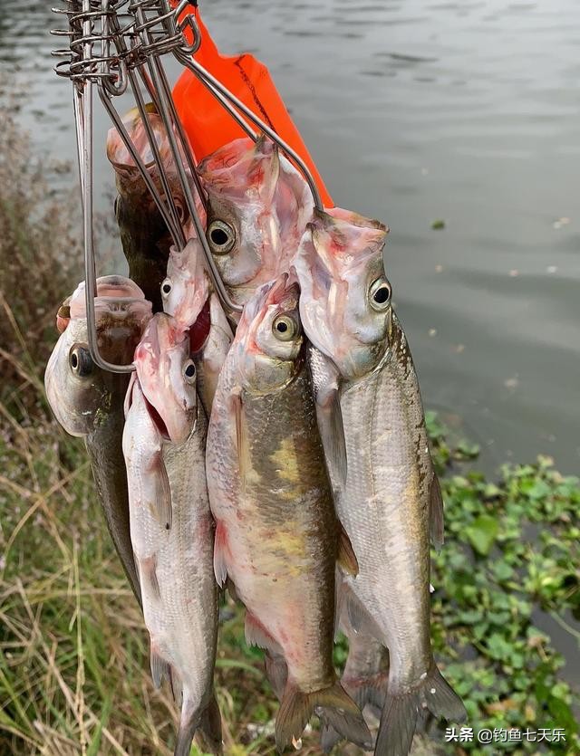 江西男子发视频炫耀江豚,男子炫耀渔获下一秒救落水三轮